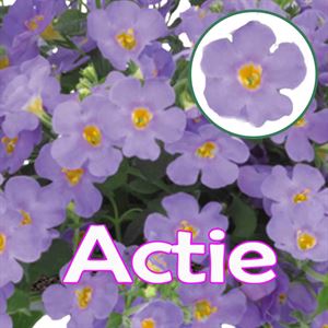 Bild von Bacopa P12 "Actie" Blue